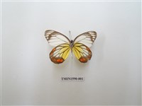 藏品(白豔粉蝶)的圖片